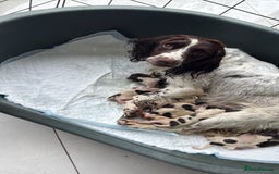 English Springer Spaniel dogs for sale: Beautiful Springer Spaniel working line - Image 2