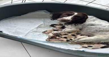 English Springer Spaniel dogs - Advert 3