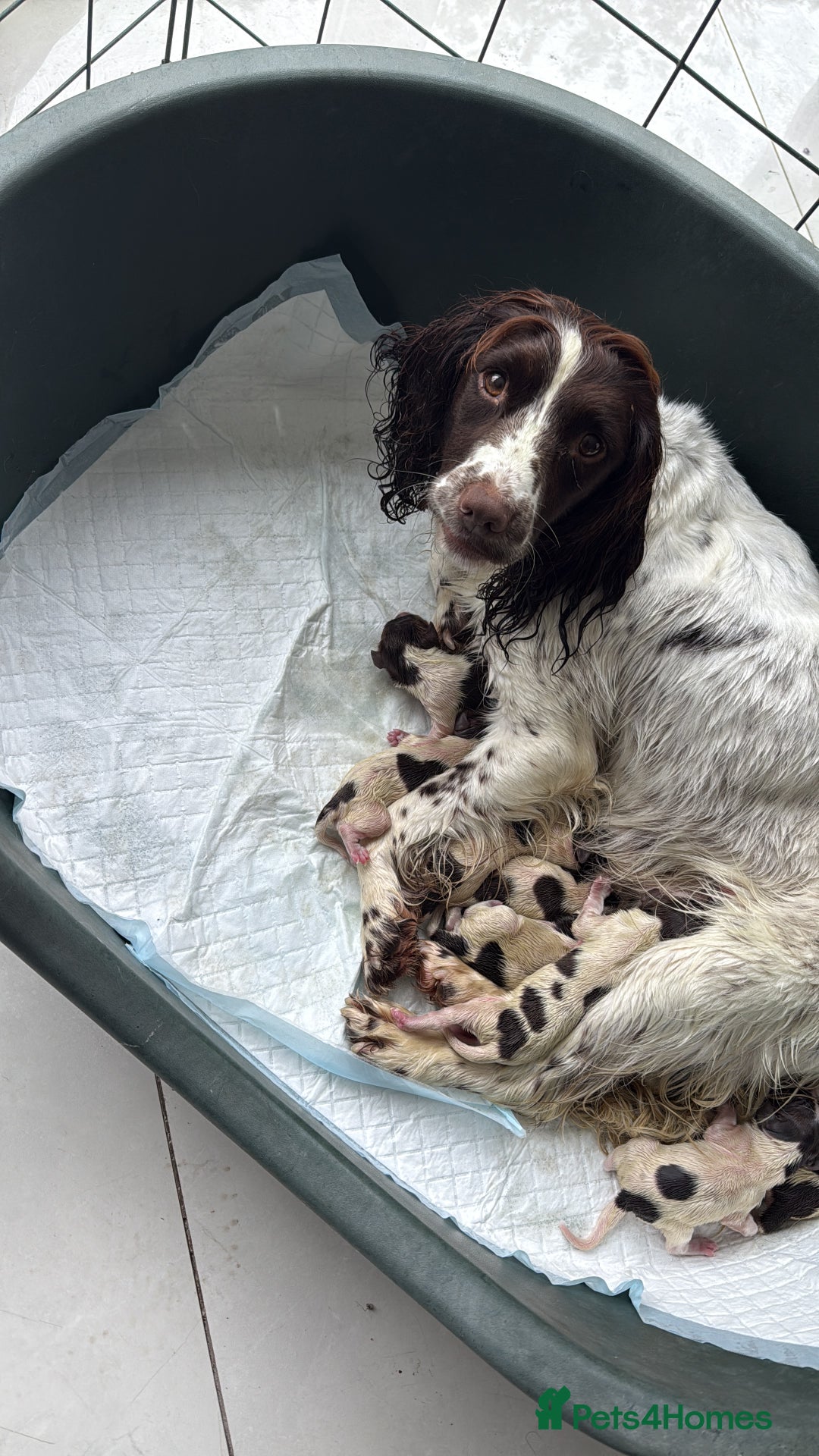 English Springer Spaniel dogs for sale: Beautiful Springer Spaniel working line - Image 2