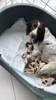 English Springer Spaniel dogs - Advert 1