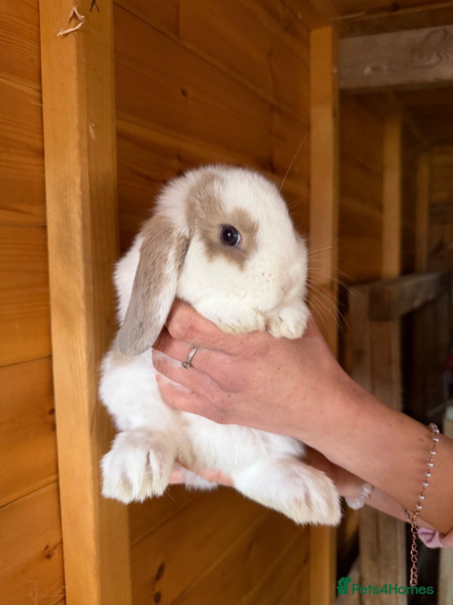 Mini Lop rabbits Male mini lops - Advert 1