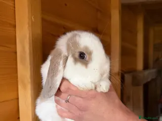 Mini Lop rabbits Male mini lops - Advert 1