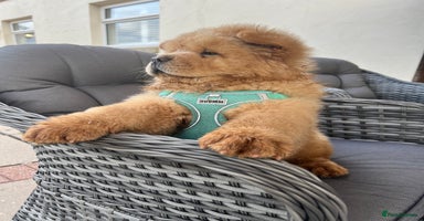 Chow Chow dogs - Advert 2