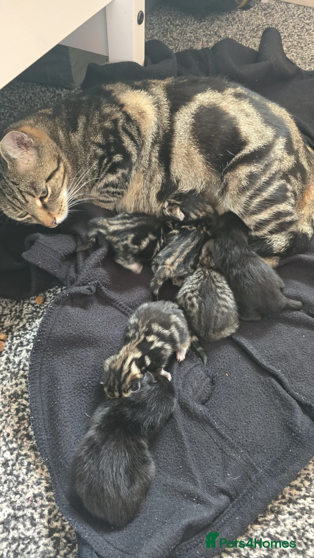 Mixed Breed cats for sale: Kittens mixed breed fluffy adorable  - Advert 8