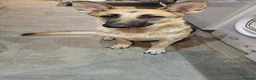 German Shepherd dogs for sale: 3 white german shepherd boys  - Advert 8