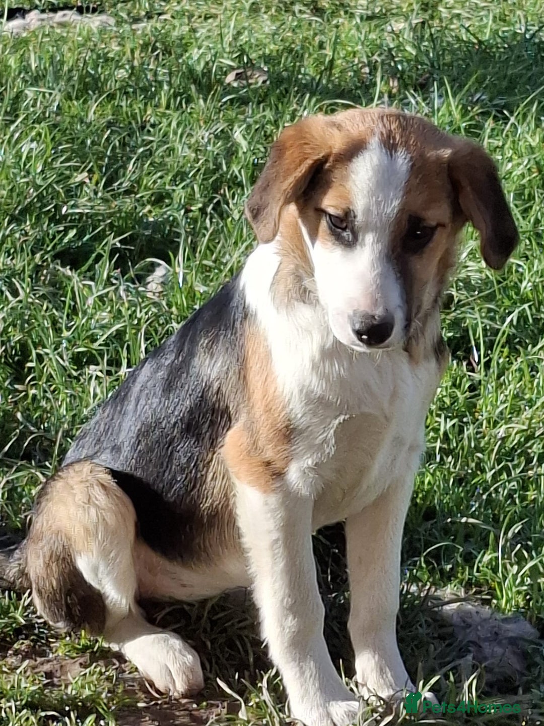 Mixed Breed dogs for sale: Sheepdog puppies - Image 8