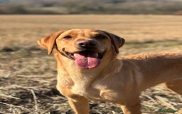 Labrador Retriever dogs for sale: WORMAGS KC REGISTERED LAST LABRADOR PUPPY - Image 20