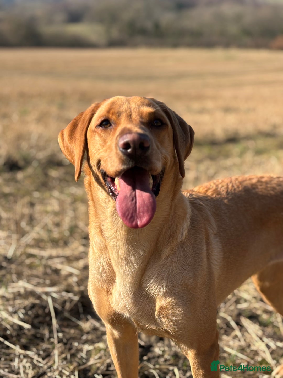 Labrador Retriever dogs for sale: WORMAGS KC REGISTERED LAST LABRADOR PUPPY - Image 20