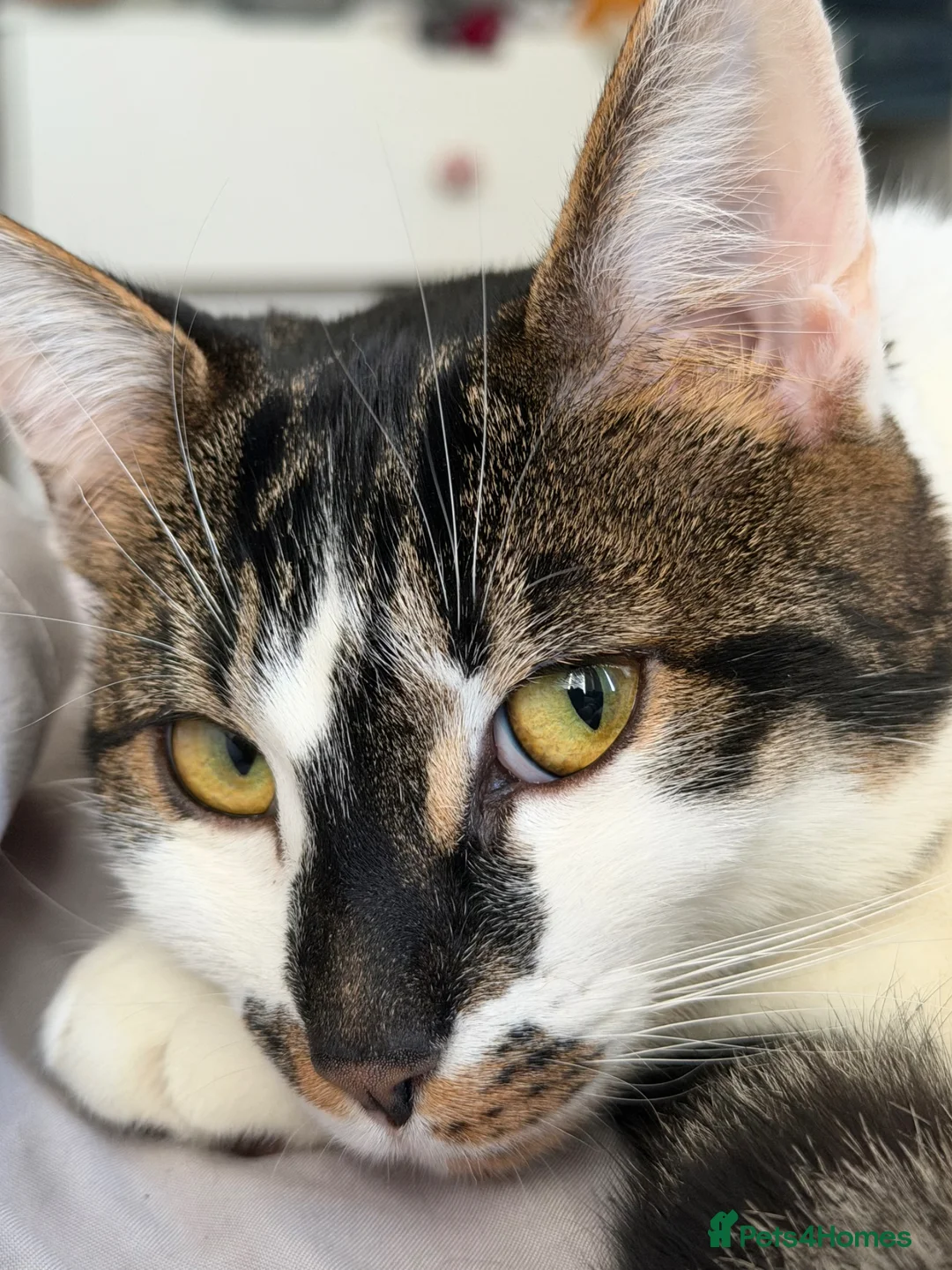 Bengal cats for sale: Barbara - Advert 2