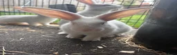 New Zealand rabbits for sale: NewZealand whites  - Advert 3