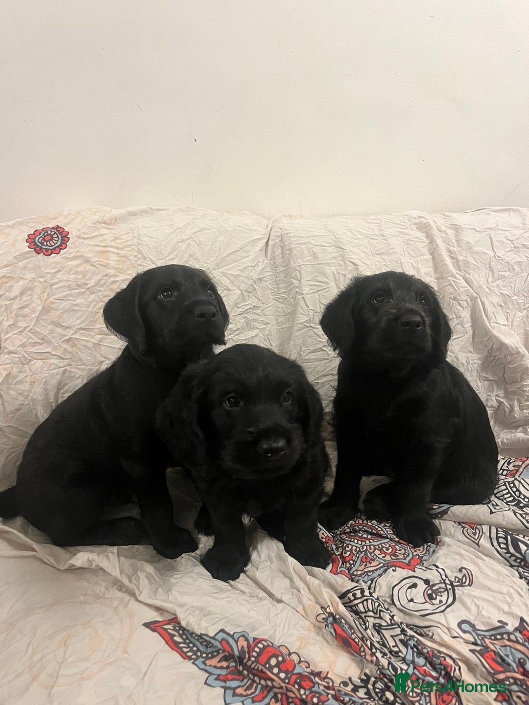 Labradoodle dogs for sale: Lovely Labradoodle puppies! 🐶  - Advert 2