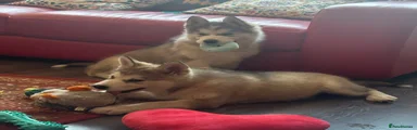 Alaskan Malamute 2
