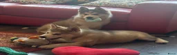 Alaskan Malamute dogs for sale: Female pure Alaskan Malamutes  - Advert 13