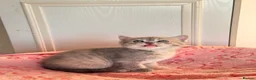 Persian cats for sale: Pure bred beautiful persian kittens  - Advert 3