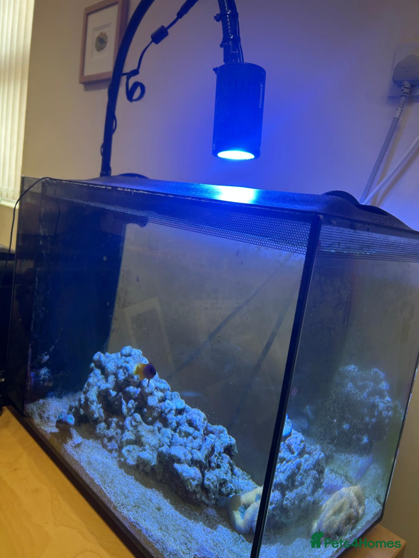 Other/Mixed Breed fish Royal Gramma and fish tank set up with coral - Advert 4