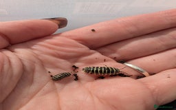 Isopods invertebrates for sale: inverts  - Image 18