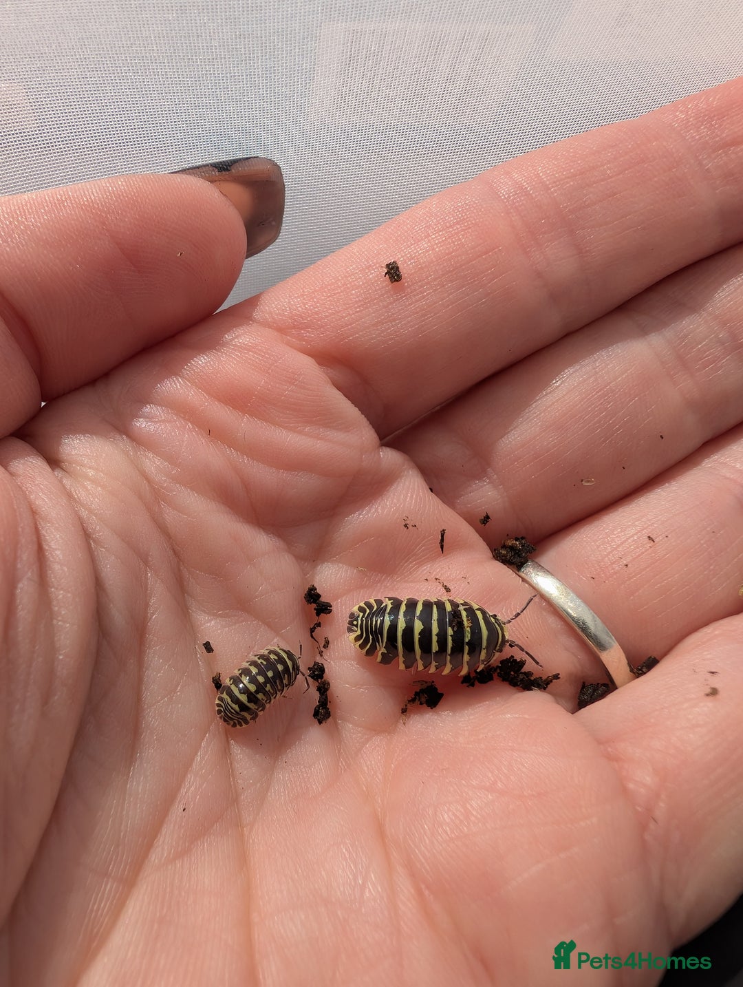 Isopods invertebrates for sale: inverts  - Image 18