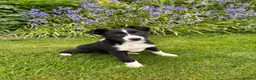 Border Collie dogs for sale: Collie pups  - Advert 1