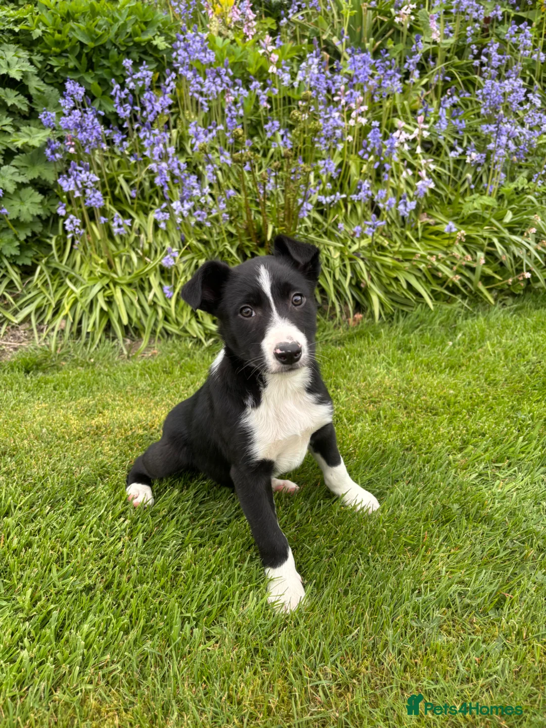 Border Collie dogs for sale: Collie pups  - Advert 1