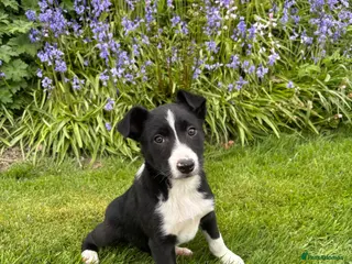 Border Collie dogs Collie pups - Advert 5
