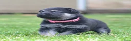 German Shepherd dogs for sale: ⭐ Rare East European Shepherd Puppies UK - Advert 14