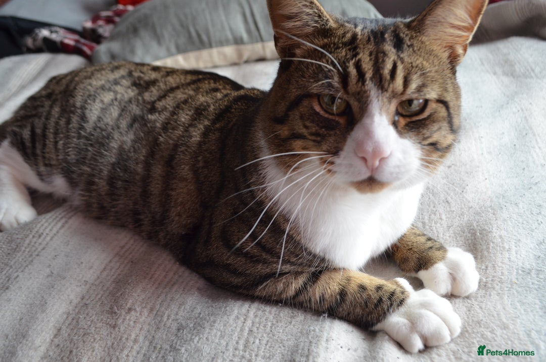 Mixed Breed cats for sale: a male cat  - Image 1