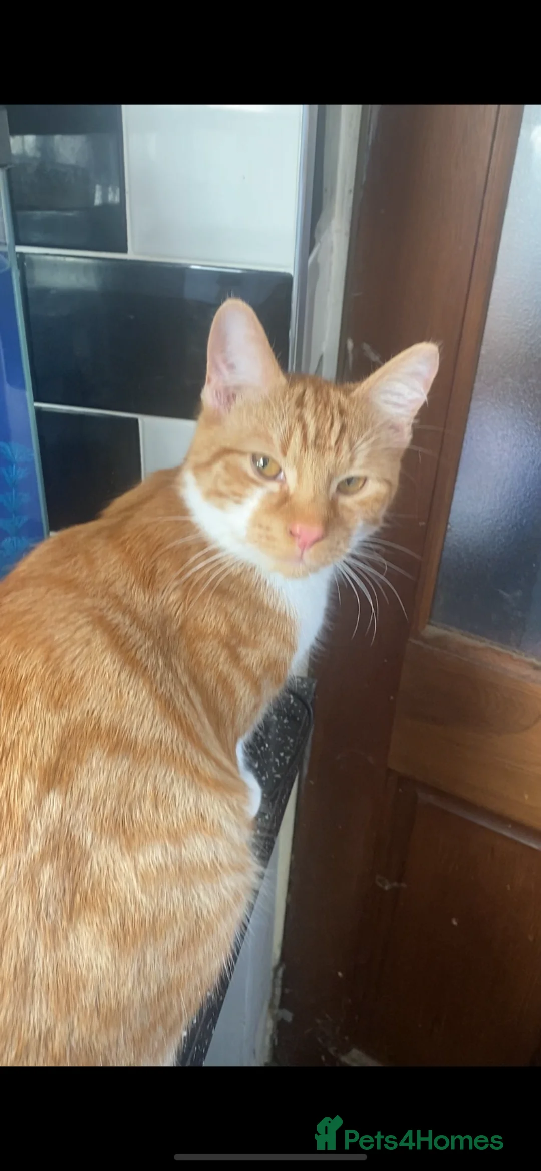 Mixed Breed cats for sale: 11 month old ginger male cat - Advert 2