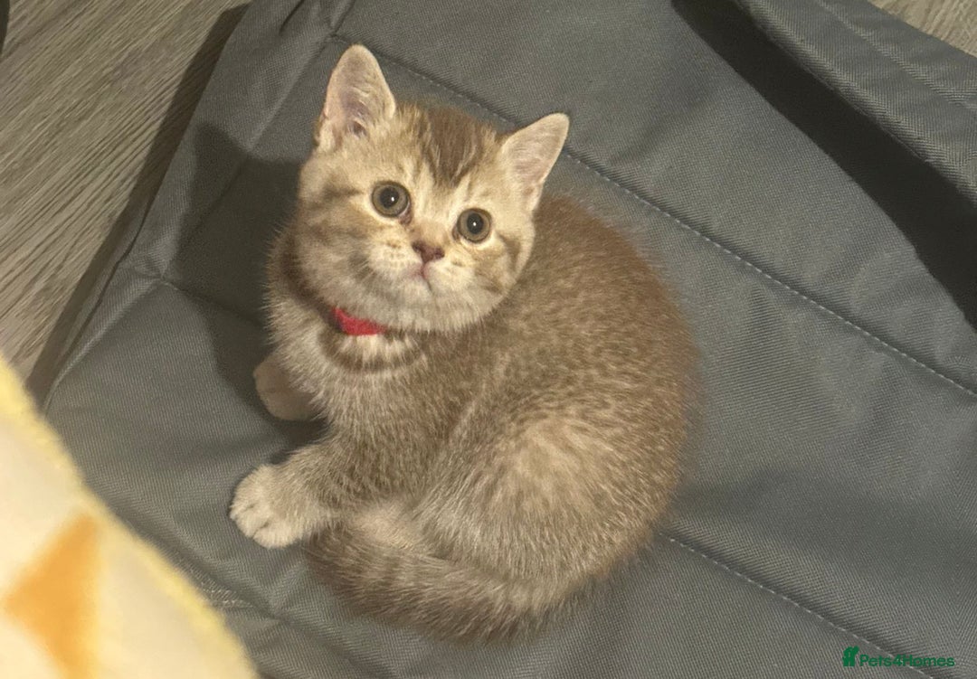British Shorthair cats for sale: Amazing BSH kittens. READY TO GO!!! - Image 7