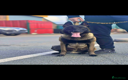 Belgian Shepherd Dog dogs for stud: Belgian Malinois Stud Male FCI - Image 13