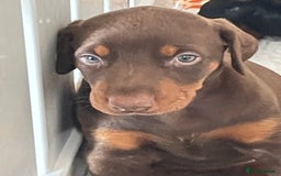 Dobermann dogs for sale: KC REG Fully health tested parents - Image 28