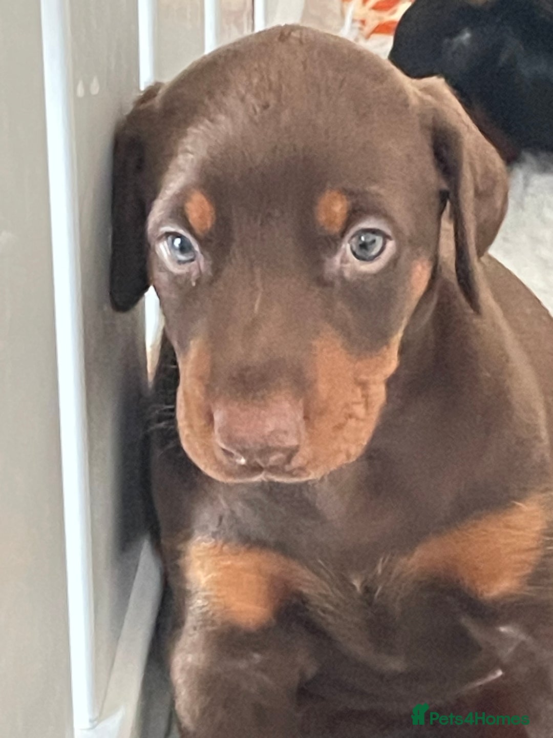 Dobermann dogs for sale: KC REG Fully health tested parents - Image 28