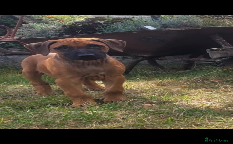 Rhodesian Ridgeback dogs - Advert 1