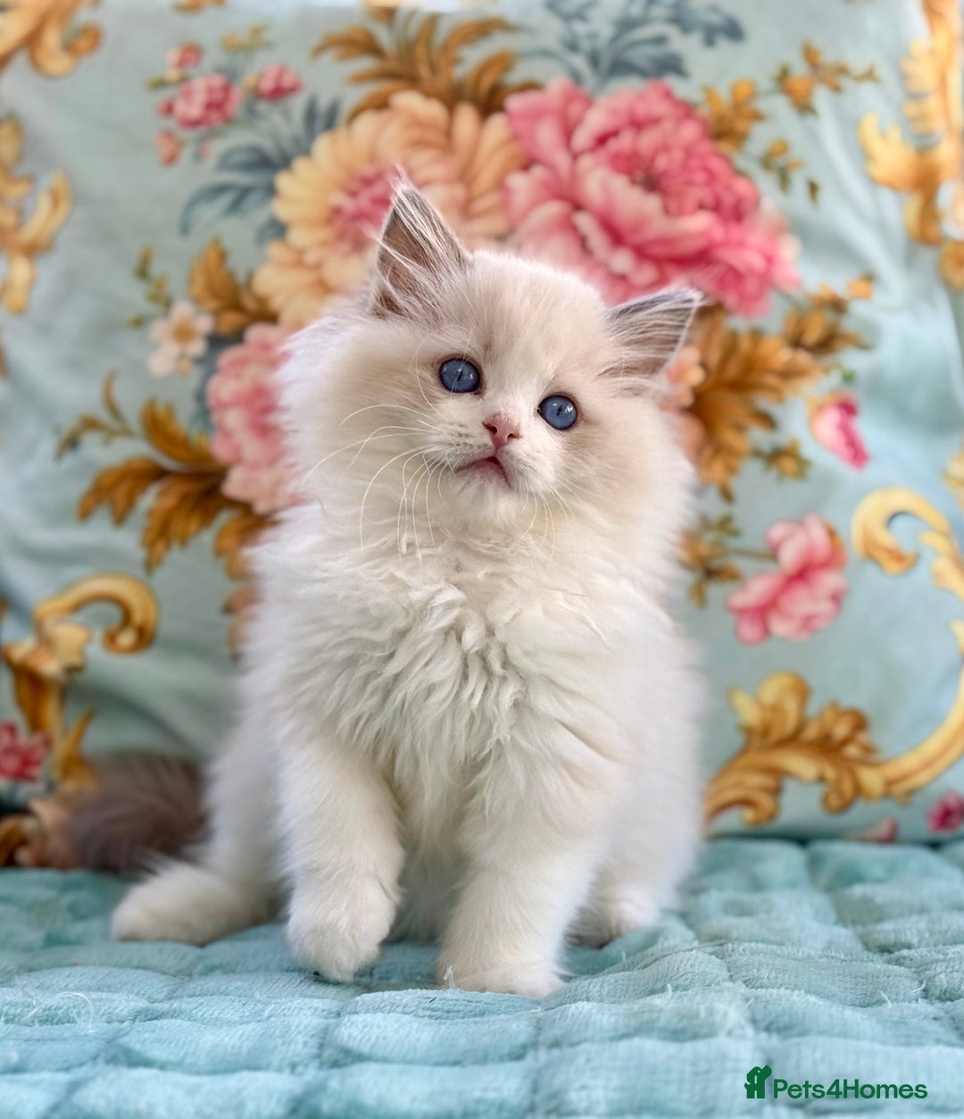 Ragdoll cats for sale:  ‼️ 1 left ‼️blue bicolour boys  - Image 9