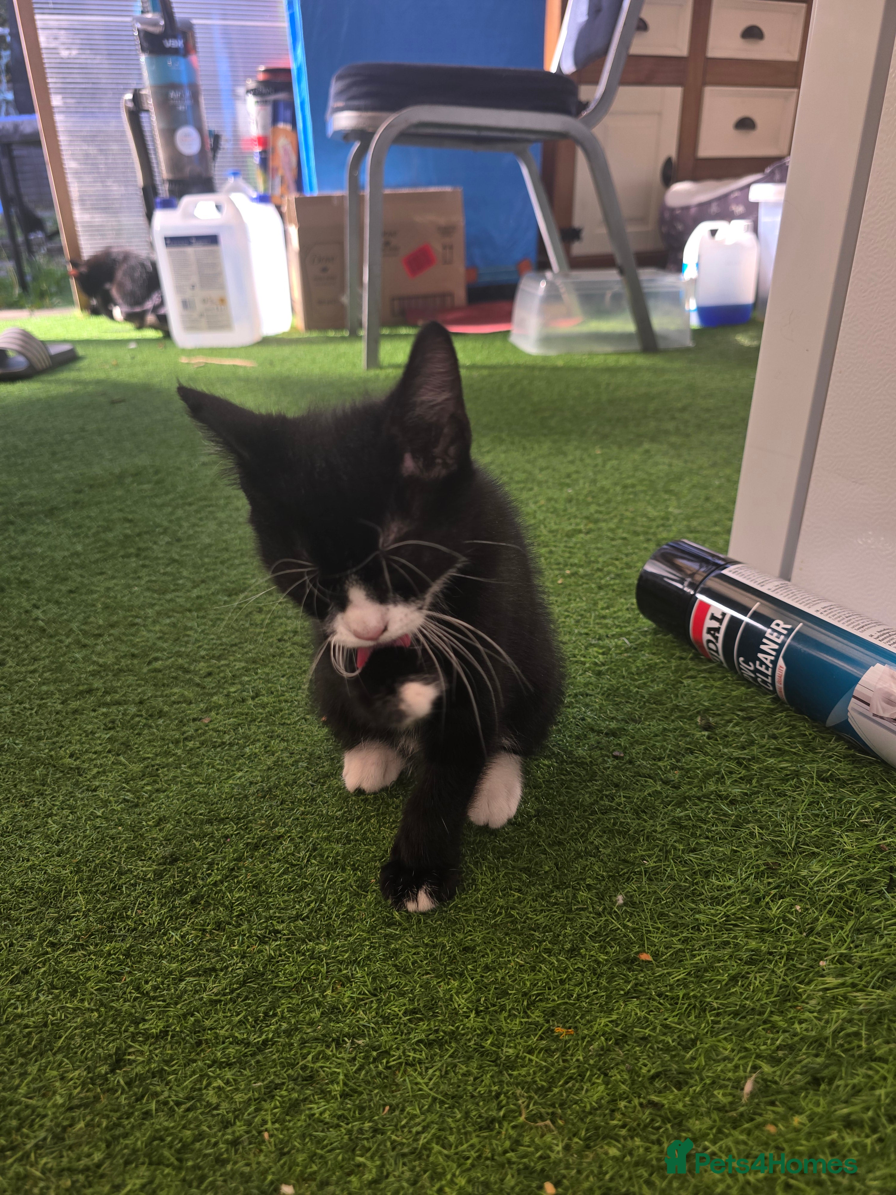 Mixed Breed cats Fluffy  - Advert 6