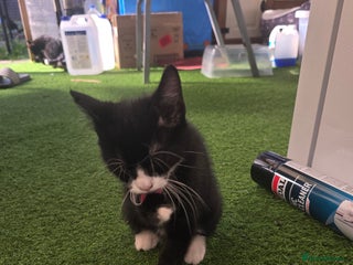 Mixed Breed cats Fluffy - Advert 2