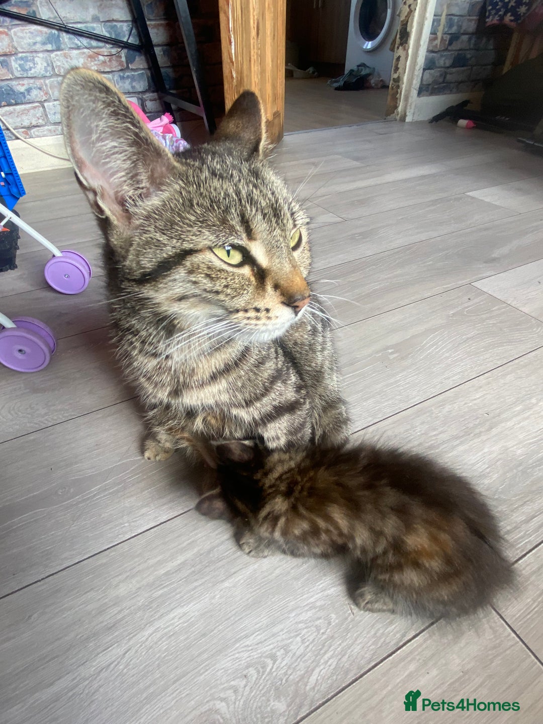 Mixed Breed cats for sale: 5 kittens for sale  - Image 7