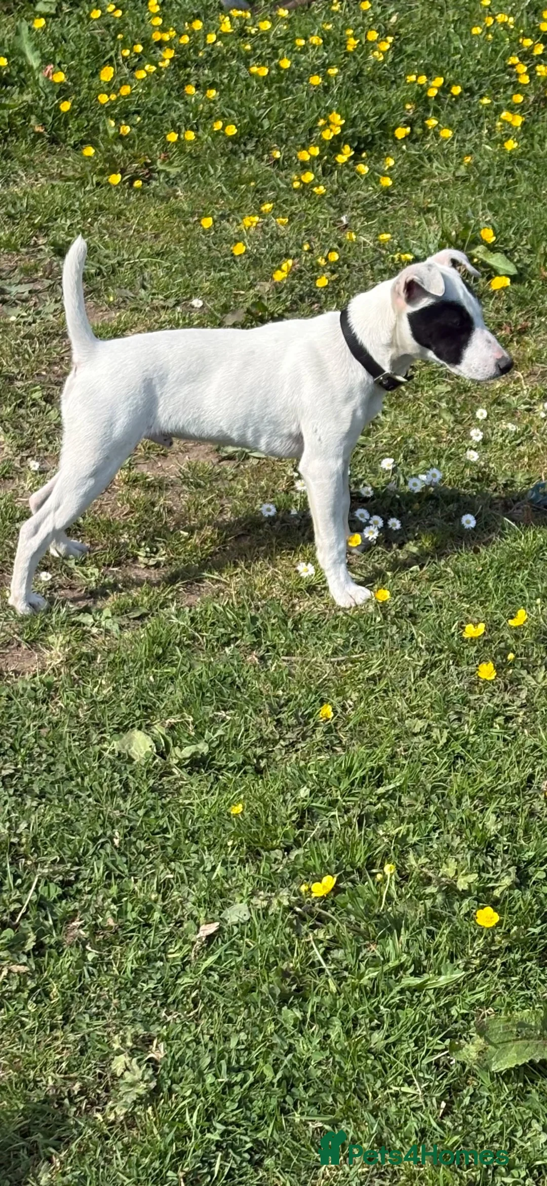 Jack Russell dogs for sale: Jack Russell male pup for sale 6.5 months old in Neath - Advert 2