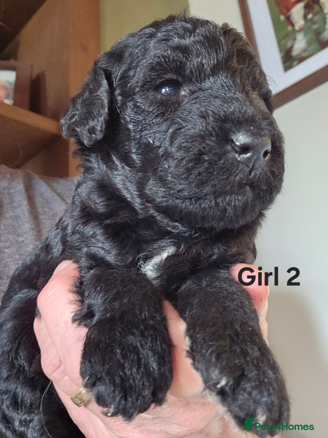 Mixed Breed dogs for sale: Bedlington x Poodle Puppies - Image 6