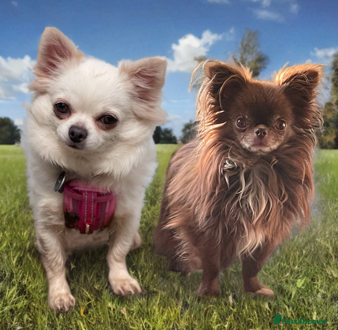 Chihuahua dogs for sale: Last show quality KC long coat Boy  - Advert 18