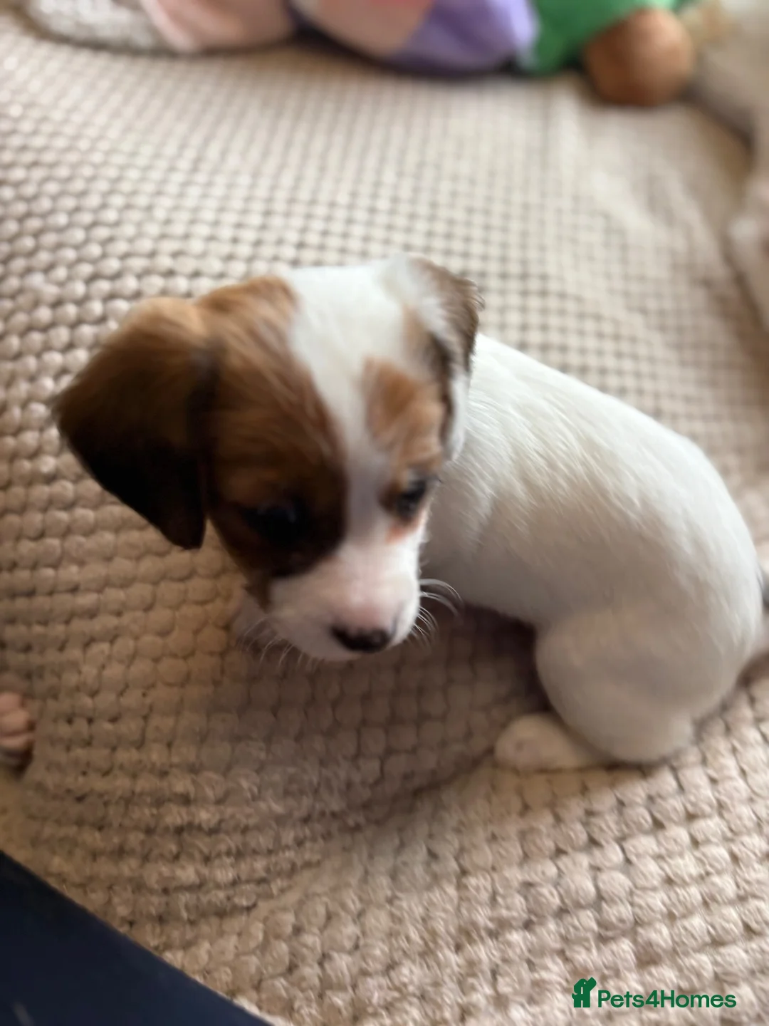 Mixed Breed dogs for sale: Litter of 5 pretty Jackapoo puppies in Bolton - Advert 7