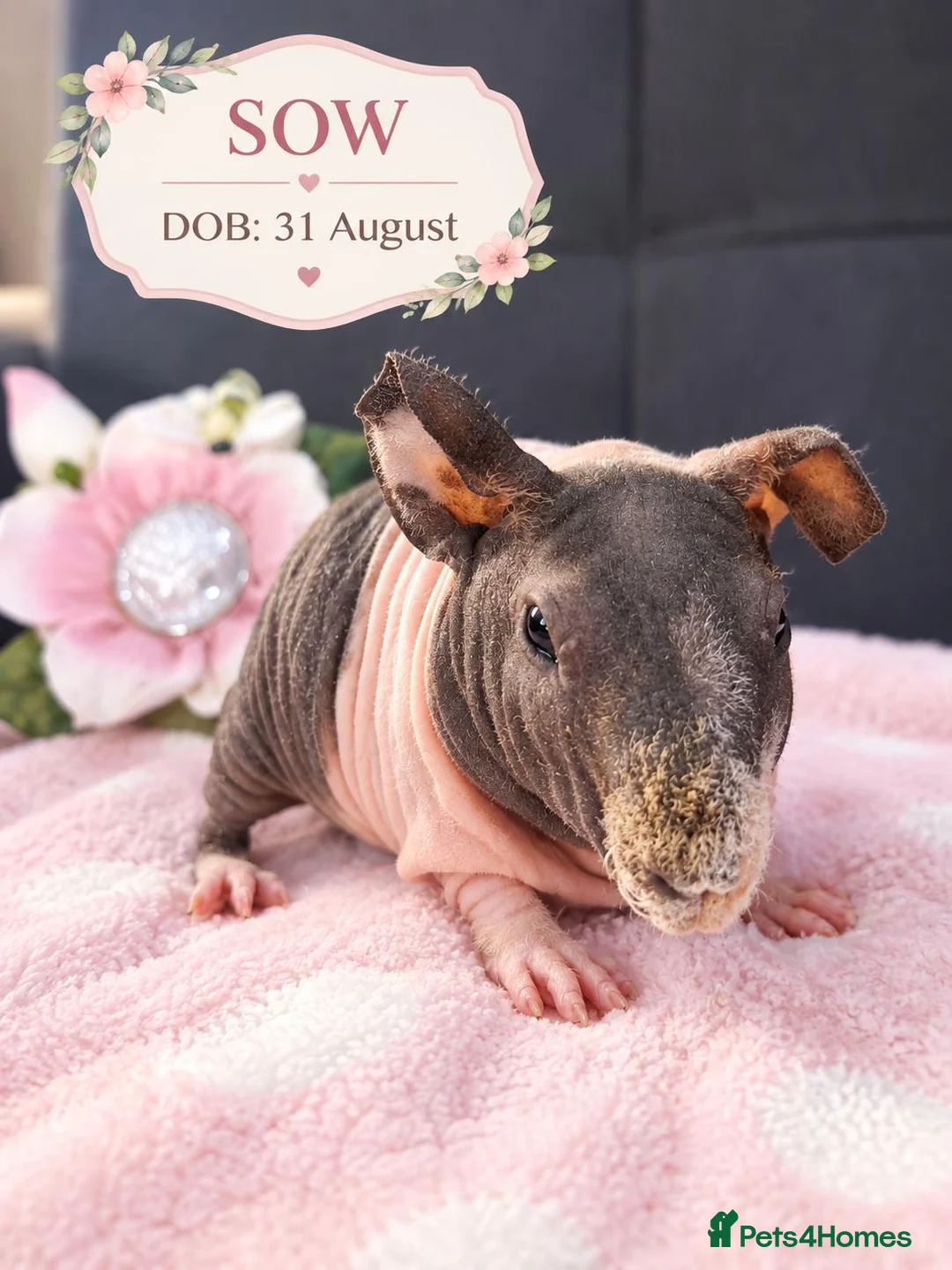 Guinea Pig rodents for sale: Purebred skinny pigs 💥 - Advert 3