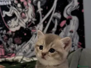 British Shorthair cats Beautiful British Shorthair / Longhair Kittens - Advert 14