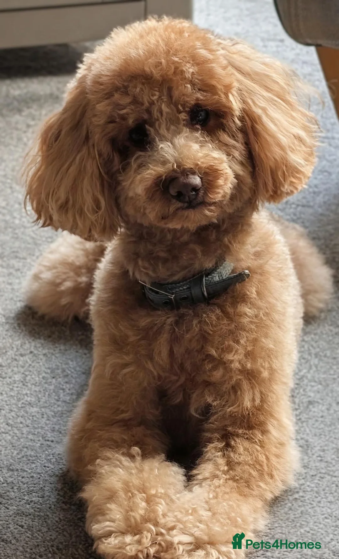 Toy Poodle dogs for stud: Rupert - Toy Poodle - Essex based in Colchester - Advert 1