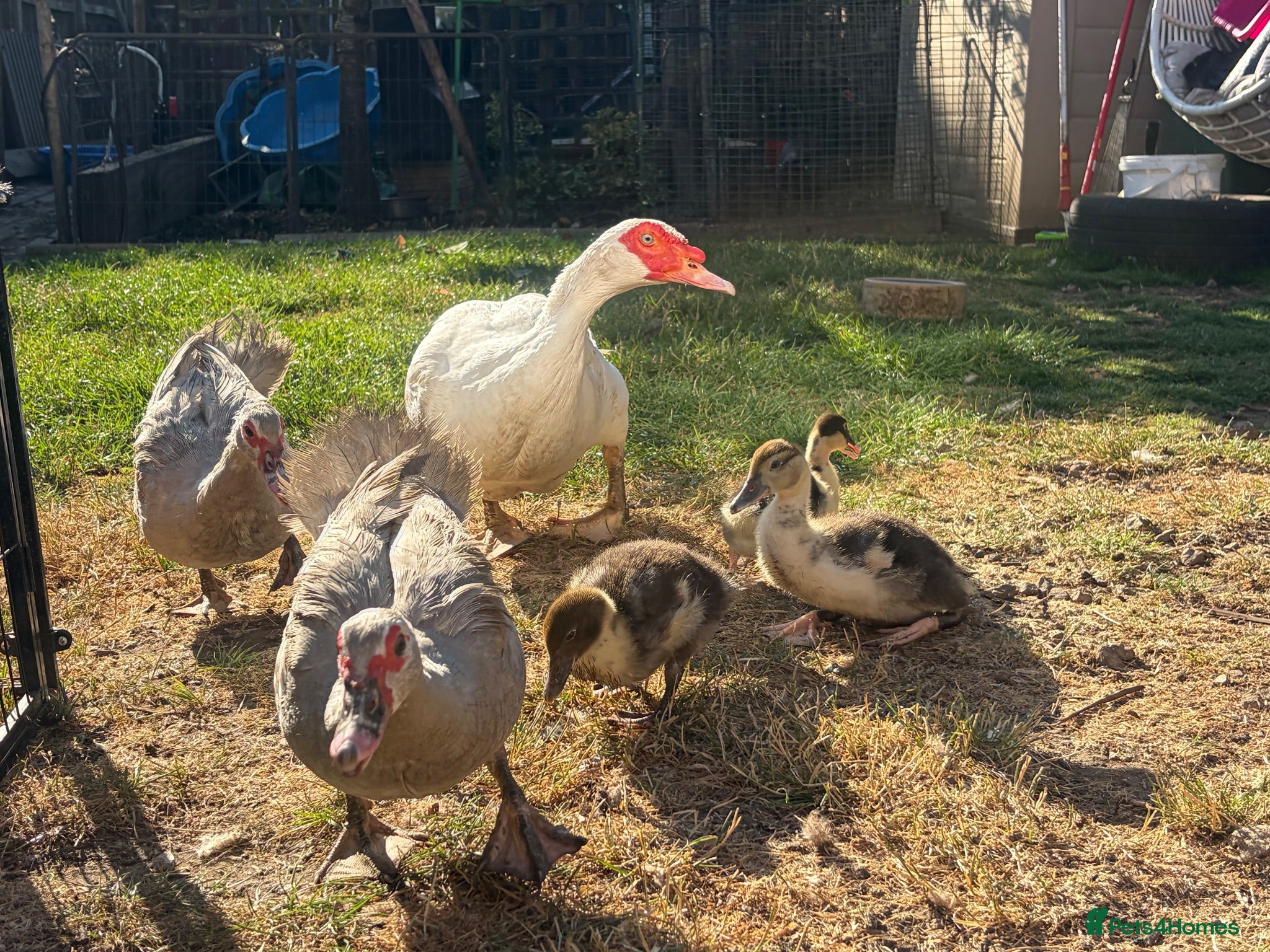 Ducks poultry Muscovy ducks for sale  - Advert 3