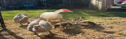 Ducks poultry for sale: Muscovy ducks for sale  - Advert 1