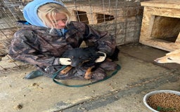 Mixed Breed dogs for adoption: Paige - Norwich Norfolk  - Image 28