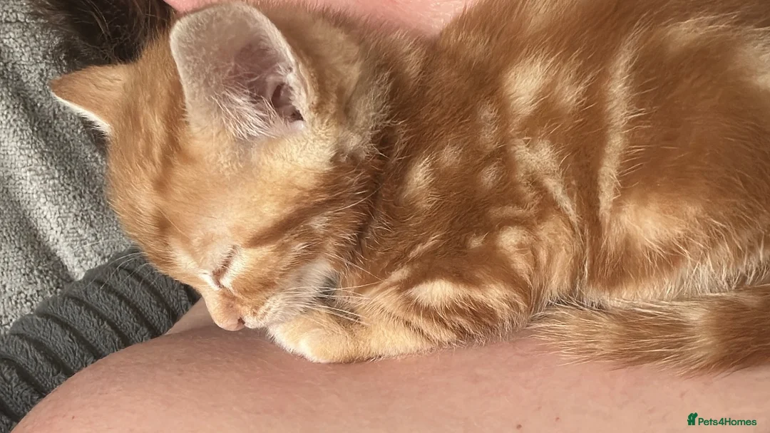 Mixed Breed cats for sale: Handsome 8 week old little boy - Advert 9
