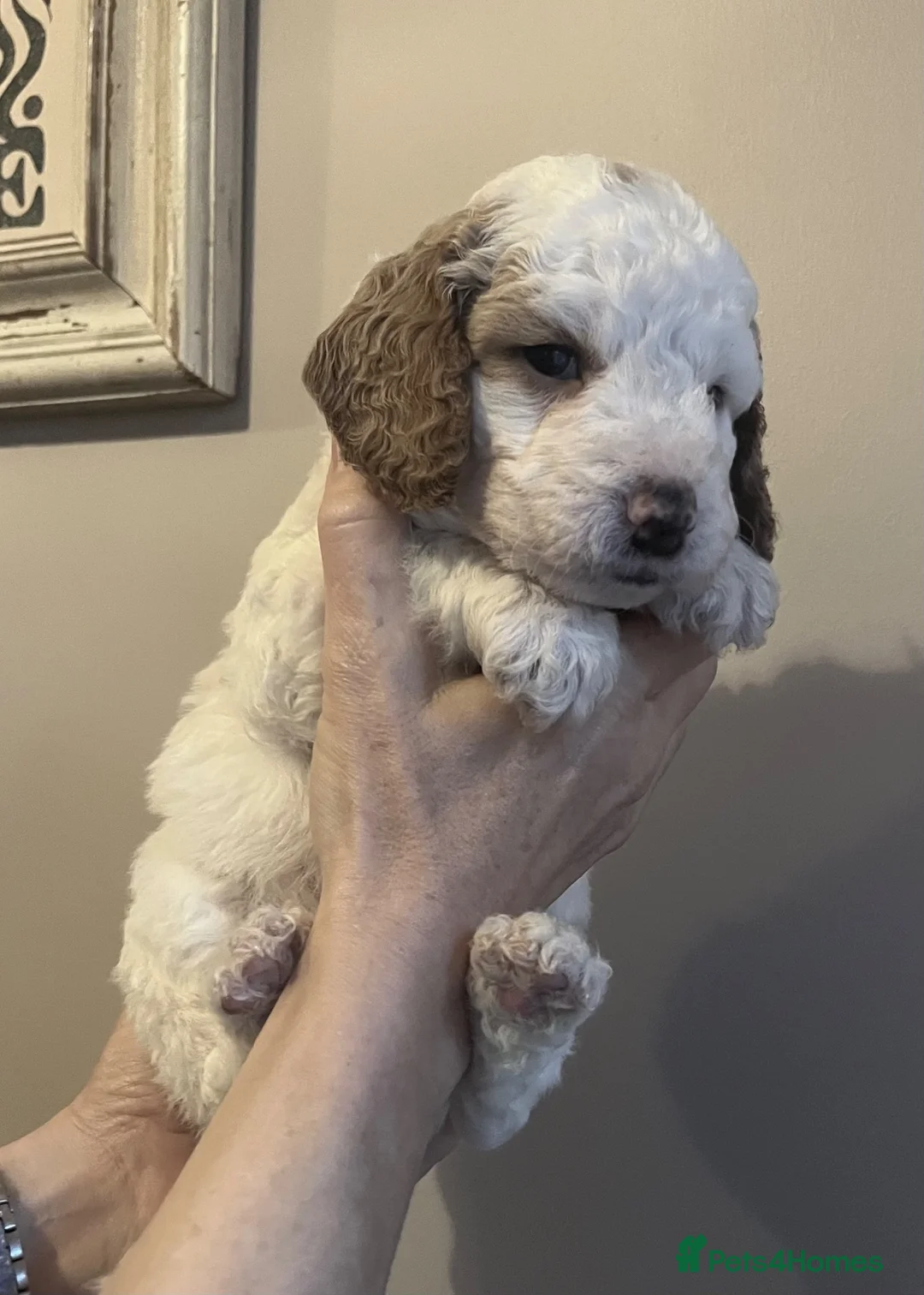 Sproodle dogs for sale: Beautiful F2 Springer-Poodle Cross Pups - Advert 7