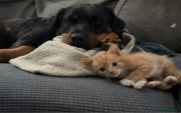 Domestic Shorthair cats for sale: Kittens for sale - Image 9