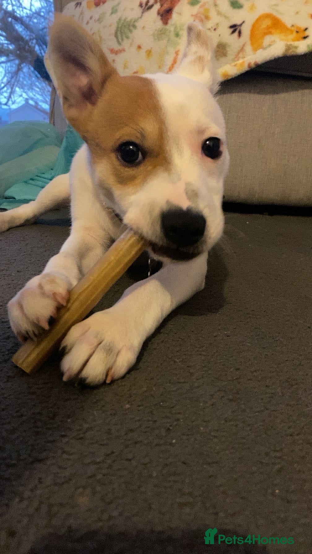 Mixed Breed dogs Jackstaff - Advert 4